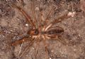 Galeodes graecus