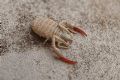 Garypus sp.