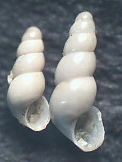 Gastropoda