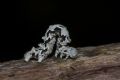 Cleorodes lichenaria