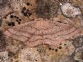 Cyclophora maderensis