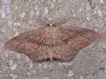 Cyclophora maderensis