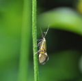 Alabonia staintoniella