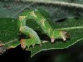 Cyclophora (Codonia) punctaria