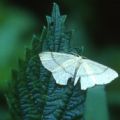 Cyclophora sp.