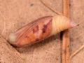 Cidaria fulvata