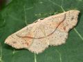 Cyclophora (Codonia) punctaria