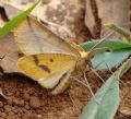 Aspitates (Napuca) ochrearia