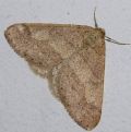 Agriopis marginaria