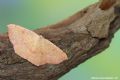 Cyclophora (Cyclophora) puppillaria