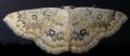 Cyclophora annularia