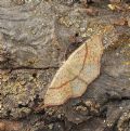 Cyclophora (Codonia) punctaria