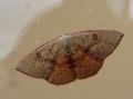 Cyclophora (Cyclophora) puppillaria