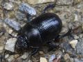 Anoplotrupes stercorosus