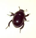 Anoplotrupes stercorosus