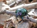 Trypocopris pyrenaeus splendens