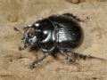 Typhaeus typhoeus