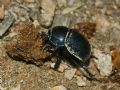 Anoplotrupes stercorosus