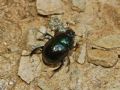 Anoplotrupes stercorosus