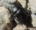 Trypocopris alpinus ssp. opacus
