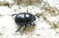 Anoplotrupes stercorosus