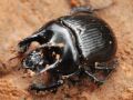 Typhaeus typhoeus
