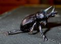 Ceratophyus rossii