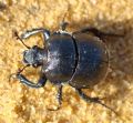 Chelotrupes momus