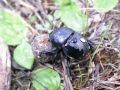 Jekelius intermedius