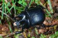 Typhaeus typhoeus