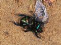 Sericotrupes niger
