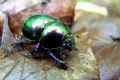 Trypocopris pyrenaeus splendens