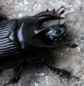 Typhaeus typhoeus