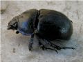 Anoplotrupes stercorosus