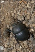 Jekelius intermedius