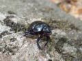 Anoplotrupes stercorosus