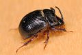 Odonteus armiger