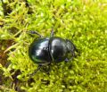 Trypocopris pyrenaeus splendens