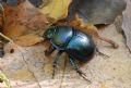 Anoplotrupes stercorosus