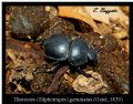 Silphotrupes geminatus