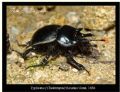 Chelotrupes matutinalis