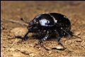Anoplotrupes stercorosus