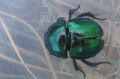 Trypocopris vernalis vernalis