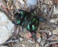 Sericotrupes niger