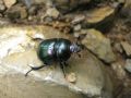 Trypocopris pyrenaeus splendens