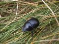 Anoplotrupes stercorosus
