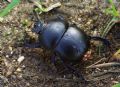 Jekelius intermedius
