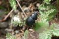 Geotrupes stercorarius