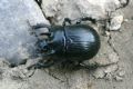 Typhaeus typhoeus