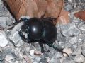 Trypocopris vernalis appenninicus